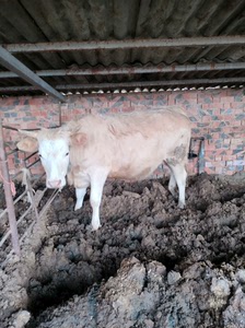 头胎母牛犊，夏洛来和西门塔尔杂交的品种，一千一百斤左右，已经