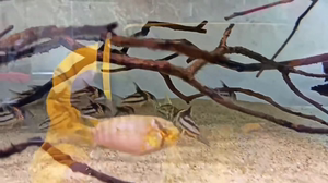 南美鱼 异形鱼 鼠鱼 稳定在库 星辰 普卡 超舒 超二 长吻