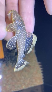野生进口南美异形鱼L081黄翅黄珍珠7-8cm精品宽边280