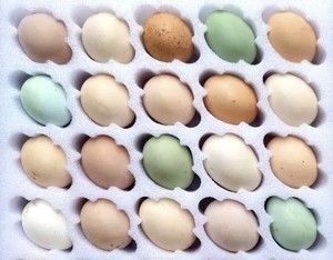 鸡蛋受精蛋种蛋土鸡柴鸡肉鸡观赏鸡散养混养混搭种蛋