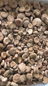 批发马达加斯加各类原石，海螺化石，菊石化石，南瓜螺，羊角螺，