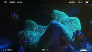 绿地毯。  小丑鱼的家。海缸生物（另有榔头珊瑚。尼罗河珊瑚。