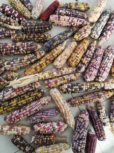 文玩玉米，宝石玉米毛料批发价，宝石玉种子料，七彩宝石玉米，多