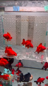 （性价比之王）血红玛丽金鱼小亚成，5-8厘米，2个月左右能发