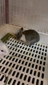 侏儒兔满月了，会吃兔粮兔草了，会固定上厕所(专用兔子厕所)