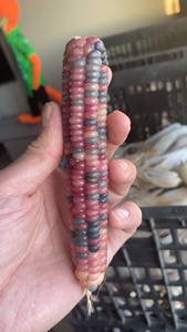 宝石玉米毛料，尺寸24×136，正宗粉蓝铅笔款，颗粒顺直饱满