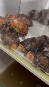 人工试蛋进口红面蛋龟可以配组出。10到12厘米左右。一公二母