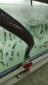 神仙鱼燕鱼观赏鱼热带鱼小型鱼神仙鱼连尾4-6公分特价清缸2元
