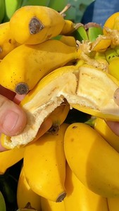 【8.5抢】广西小米蕉香蕉十斤苹果蕉当季新鲜水果香甜批发价