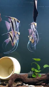 清缸精品红眼神仙鱼 燕鱼 喷点秘鲁神仙 野外捕捞繁殖
