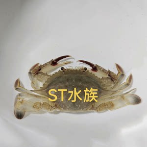 三疣梭子蟹 梭蟹  海缸 蟹苗 小 海水蟹  海缸海水饲养