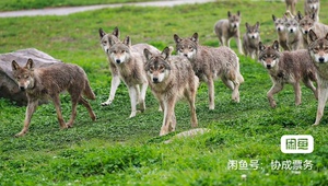 上海野生动物园双成人门票+猛兽区普通大巴游览车（不入园可退）