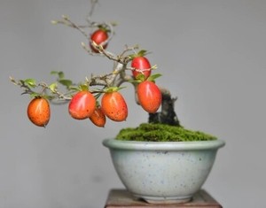 日本老鸦柿～原生杨贵妃自花授粉品种，无需公鸦。小品盆景极好素