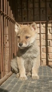 捷克狼犬 幼犬 特价出售只限一条 疫苗已打 包邮 带狗笼 送