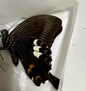 玉斑凤蝶，菲律宾产，稀少，Papilio nephelus，