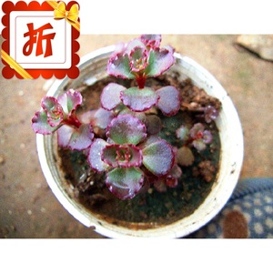 小球玫瑰龙血景天红叶景天多肉植物大棚特价直销迷你型植物 阿里巴巴找货神器 小球玫瑰龙血景天红叶景天多肉植物大棚特价直销迷你型植物 阿里巴巴找货神器