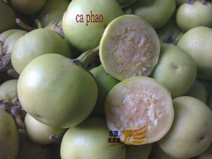 ca phao 新鲜小圆茄500克 青茄子 可腌制泰国风味小西红柿 小番茄