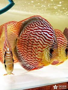 观赏鱼 热带鱼 七彩神仙鱼 红松石 直纹松 德松