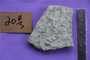 丰源燕子石原石三叶虫蝙蝠古生物化石摆件砚台工艺品特价10元促销