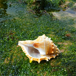 赤蛙螺天然大海螺贝壳海星海底白珊瑚树摆件婚庆鱼缸造景布置DIY