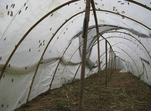 蝗虫 昆虫 养殖网 透明网蔬菜防虫网尼龙布网罩通用防鸟网