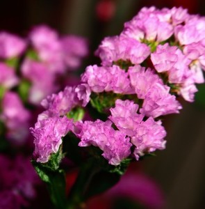 家居庭院勿忘我种植阳台园艺泡沫箱盆栽花种观花植物装饰日用材料