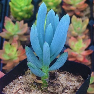 属棱柱毛仙蓝8-10cm沙漠植物蓝色柱人柱多肉植物室内花卉仙人球