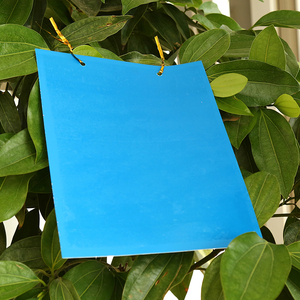 诱杀蔬菜大棚果虫园小黑飞粘虫板黄板包邮双面家用蓝色诱茶板纸.