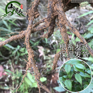 小叶乌饭树苗乌饭树大苗小苗小桩老桩下山树桩南烛苗嫁接盆景绿植