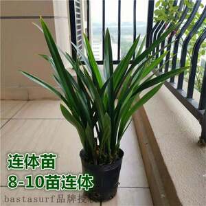 新品Orchid seedlking Molan enterprise black variety indoor f