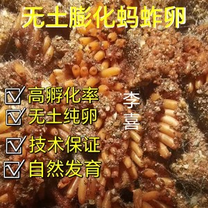 无土膨化蚂蚱纯卵东亚o飞蝗种苗蚱蜢卵发育好的蚂蚱卵出苗率高孵