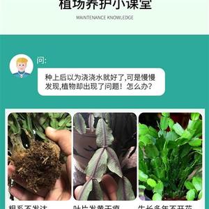 蟹爪兰专用肥多肉营养液爆芽肥料养花植物通用型家用蟹脚兰怎麽养