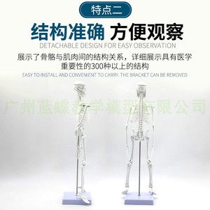 45CM 85cm人体骨骷模型 全架骨身模型成人小骼髅教学模型脊椎模型