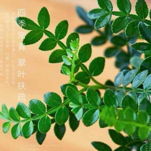 驱蚊草植物室内防蚊家庭花卉家中绿好养活盆景四季常青办公室禄