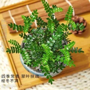 速发驱蚊草植物室内防蚊家庭花卉家中绿好养活盆景四季常青办公室