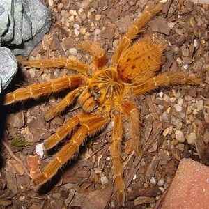 非洲烈阳巴布e橙巴布宠物蜘蛛海格力斯巨人巴布多哥星团巴布铁锈