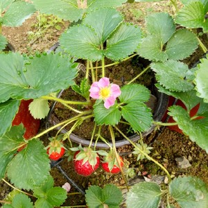 草莓苗甜查理草莓苗，红花草莓苗富贵吉祥，室内室外阳台四季可种