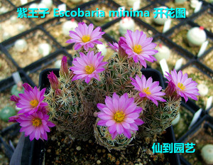 松球属 紫王子 Escobaria minima 实生球 仙人球 经典品种窗台
