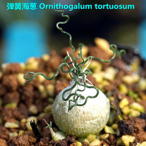 弹簧海葱 Ornithogalum tortuosum 球根植物 海葱 侧芽繁殖 多肉
