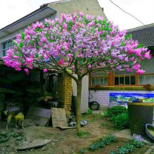 庭院绿化树苗 地栽盆栽植物 丁香花树苗 蓝花楹 海棠树苗四季开花