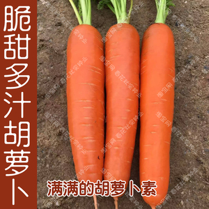 高产脆甜多汁胡萝卜种子 春秋季播蔬菜籽 阳台盆栽大田好吃易种孑