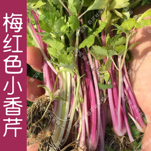 特菜梅红色小香芹种子 春夏秋四季播蔬菜籽 阳台盆栽易种口感好孑