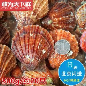 500g 北京闪送 小红贝 海鲜鲜活扇贝 新鲜红扇贝 小扇贝水产