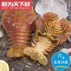 4-6只500g 北京闪送 鲜活琵琶虾 舟山九齿扇虾 东海野生海鲜水产