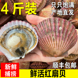 新鲜野生小红扇贝鲜活港湾贝毛贝带壳大扇贝肉蒜蓉扇贝粉丝烧烤