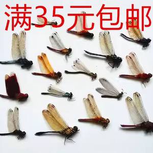 多品种蜻蜓标本 豆娘 末展翅真昆虫  儿童礼物 科普教具