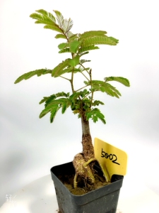 合欢盆栽 合欢盆栽品牌 价格 阿里巴巴