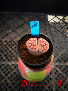 小玉园艺 生石花母本红窗玉紫熏日轮玉多肉植物绿植屁股2-2.5厘米