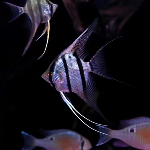 魔门斯卡喷点秘鲁埃及鱼，燕鱼，进口稀有淡水鱼中上层鱼可混养
