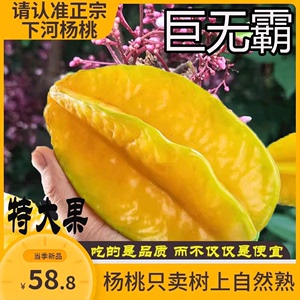 正宗漳州下河杨桃新鲜杨桃水果整件5斤装孕妇树上自然熟当季杨桃
